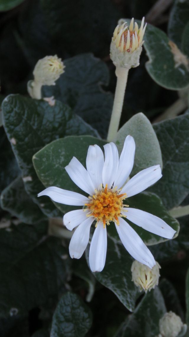 velvet daisybush