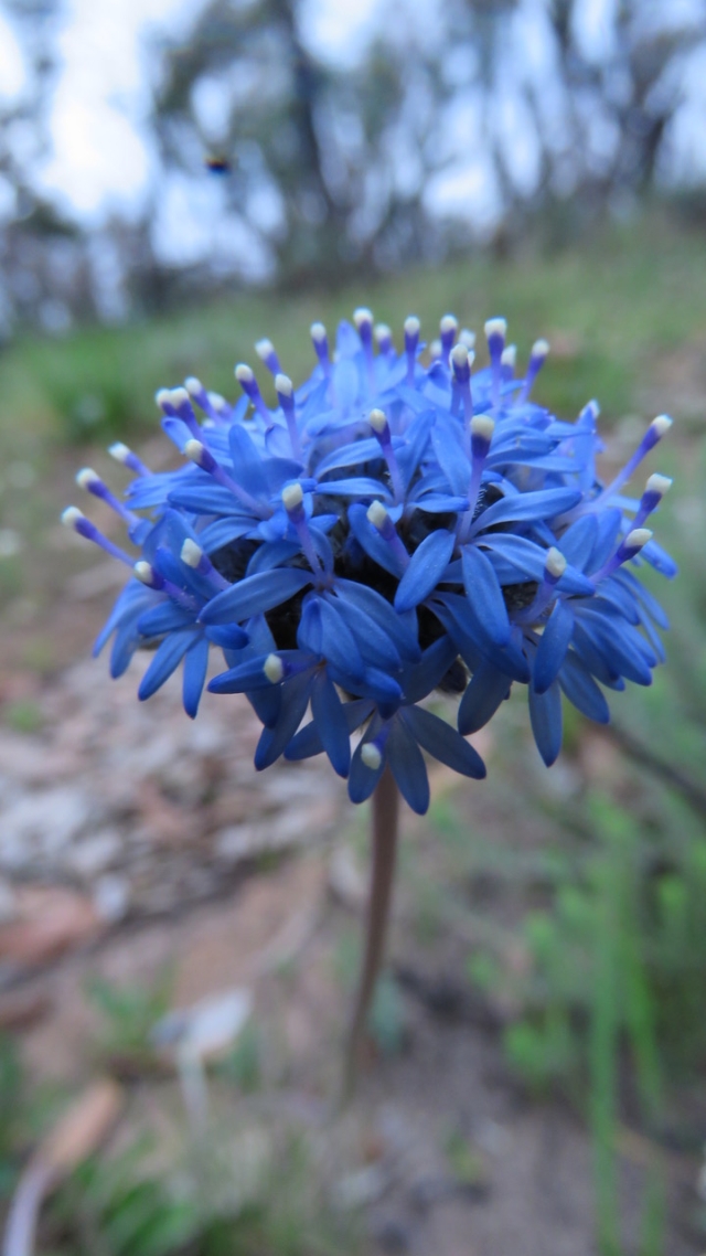 blue pincushion
