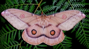 emperor gum moth