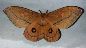 helena gum moth