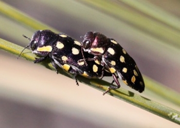 grasstree jewel beetle