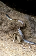 tiger snake2