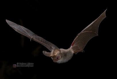 lesser long ear bat