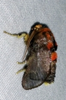 male painted moth