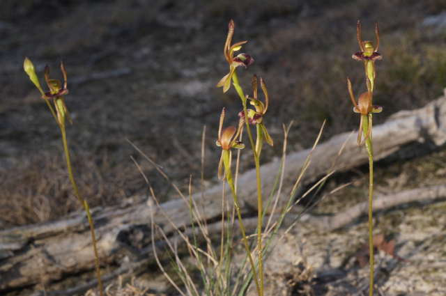 hare orchid group