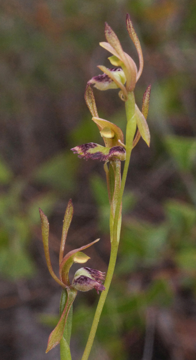 hare orchid in better season