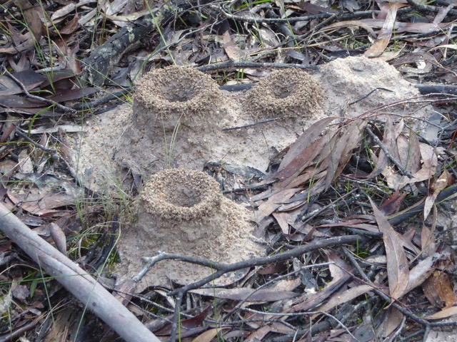 ant nests