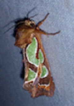 green blotched moth