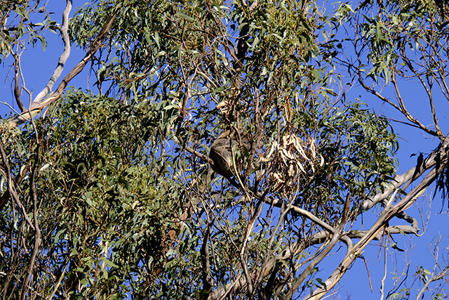 koala hiding