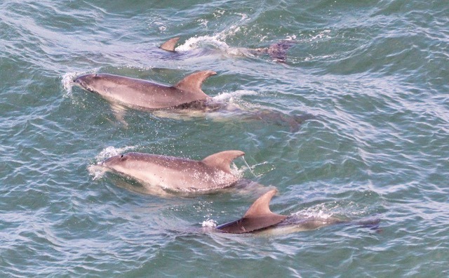 burranan dolphins