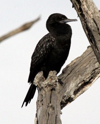 little black cormorant