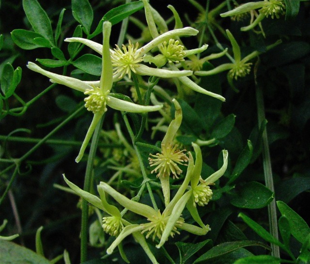 small leaved clematis male