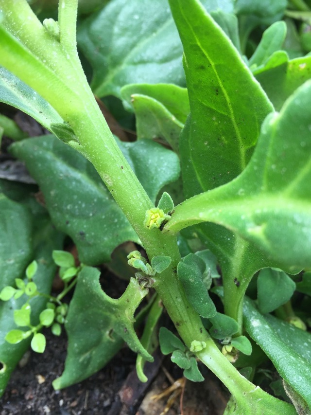new zealand spinach flower