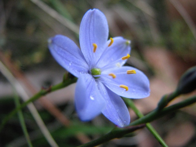 blue squill