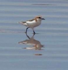 red capped plover
