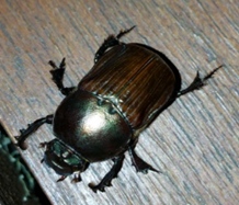 scarabbeetle
