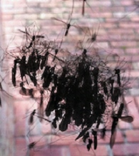 spiderwebcranefly