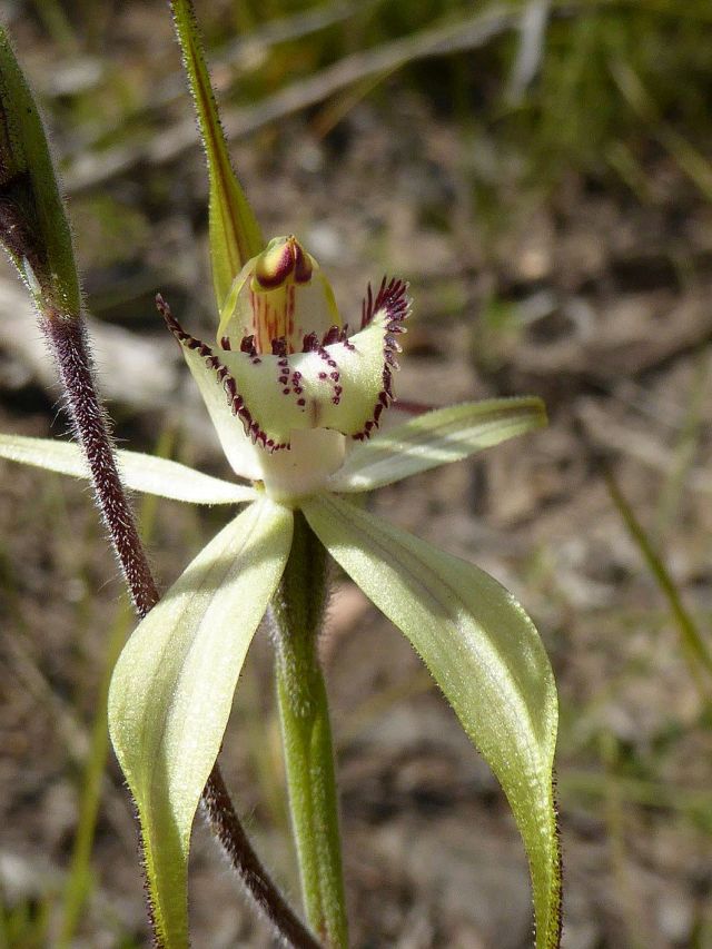largewhitespiderorchid