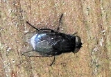 bluebottlefly