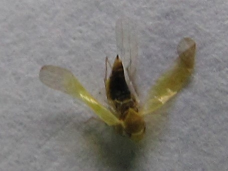 cicadellidaebug