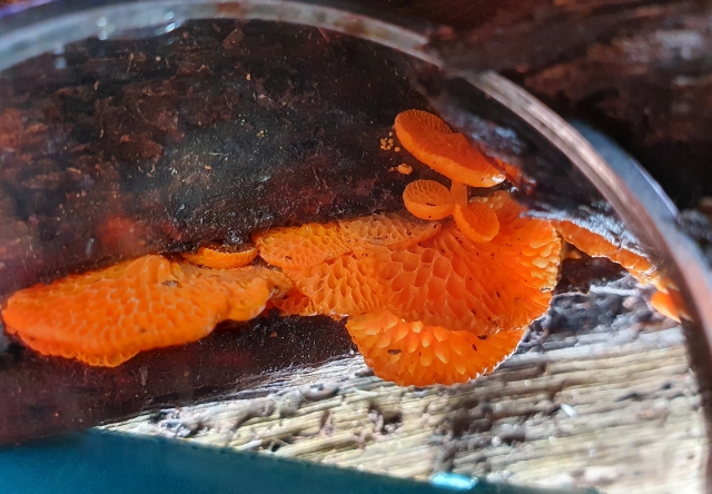 orangepingpongbat