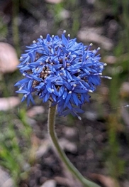 bluepincushion