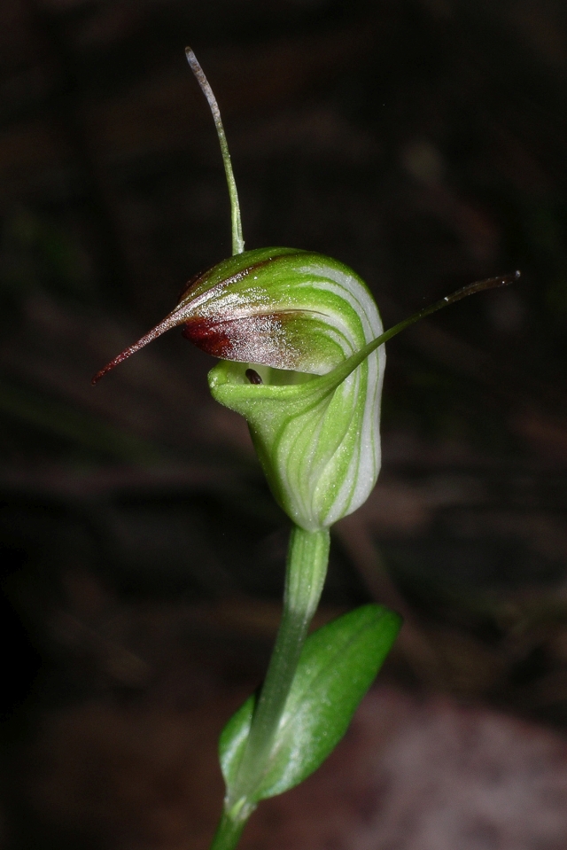 darktippedorchid