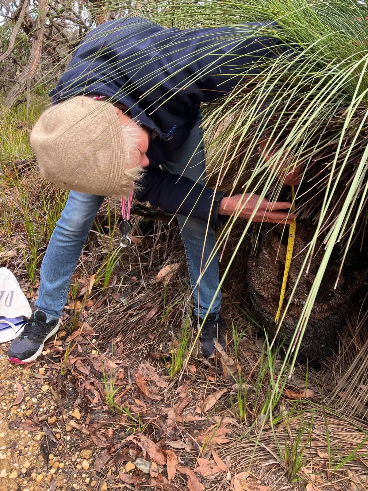 Austral Grass-tree measurement