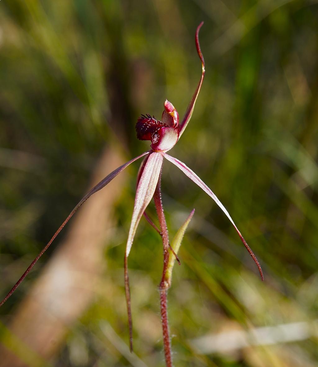 Wine-lipped Spider Orchid