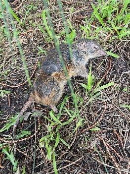 Dead Swamp Antechinus