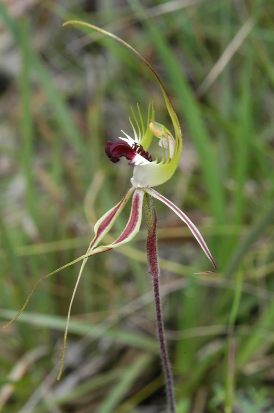Eastern Mantis Orchid