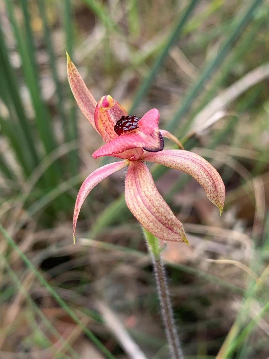 Heart-lipped Spider Orchid