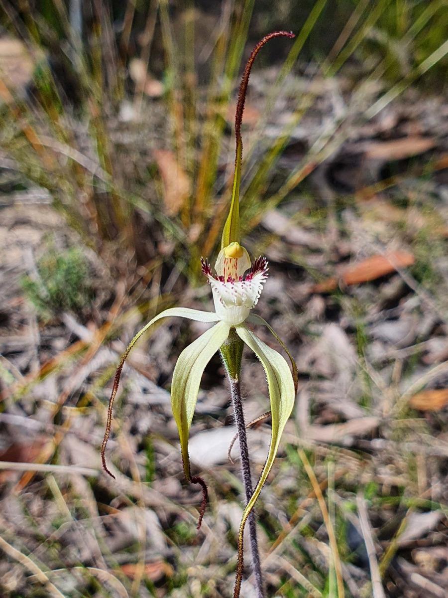 Large White Spider Orchid
