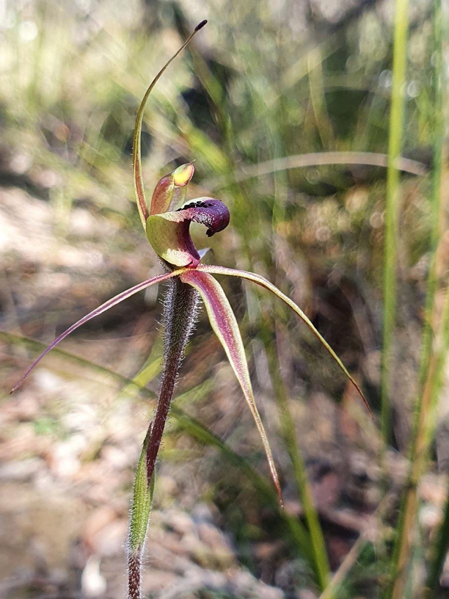 Plain-lipped Spider Orchid