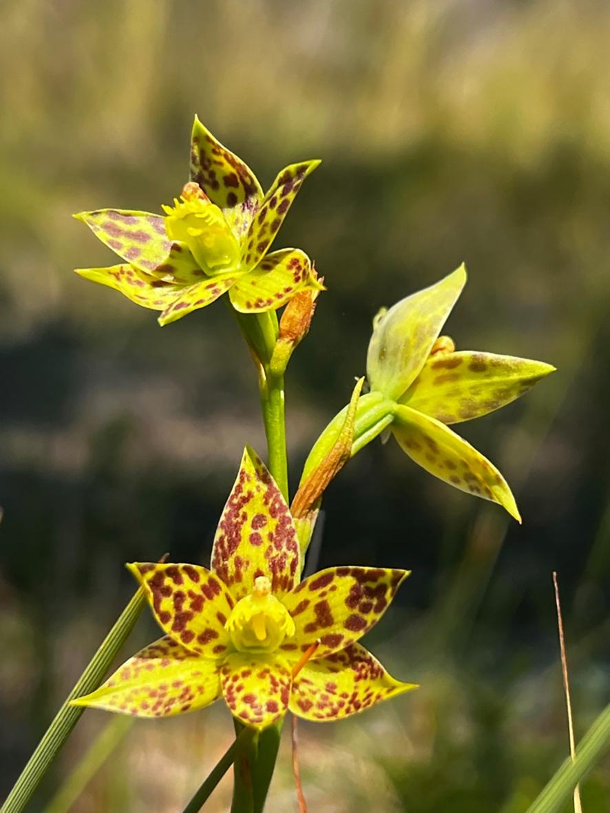 Blotched Sun Orchid