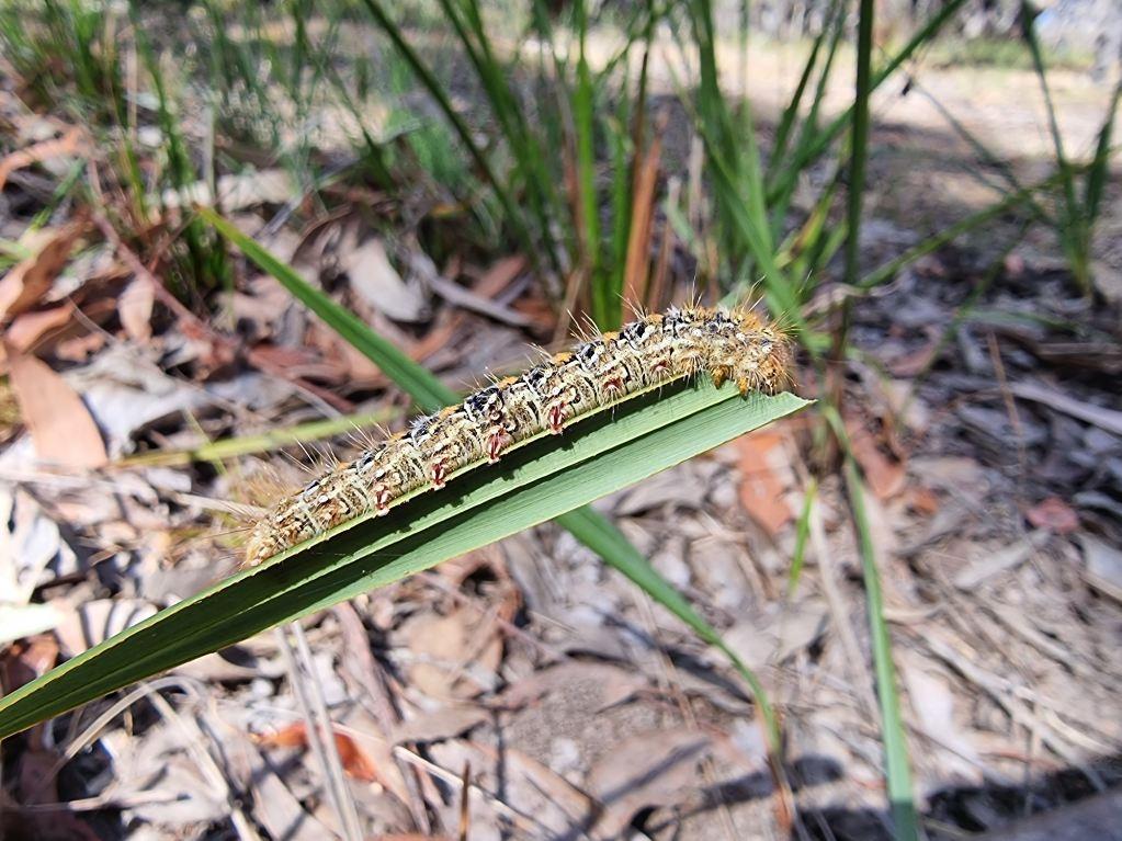 Moth caterpillar, possibly Pterolocera leucocera on Coastal Flax-lily