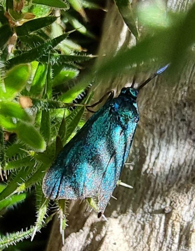 Satin-green Forester Moth, Pollanisus sp. on Honeypots