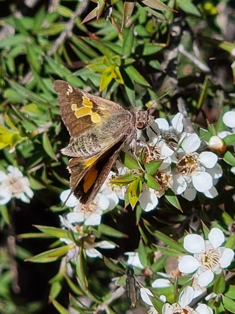 Skipper Butterfly, Hespiridae family on Prickly Teatree
