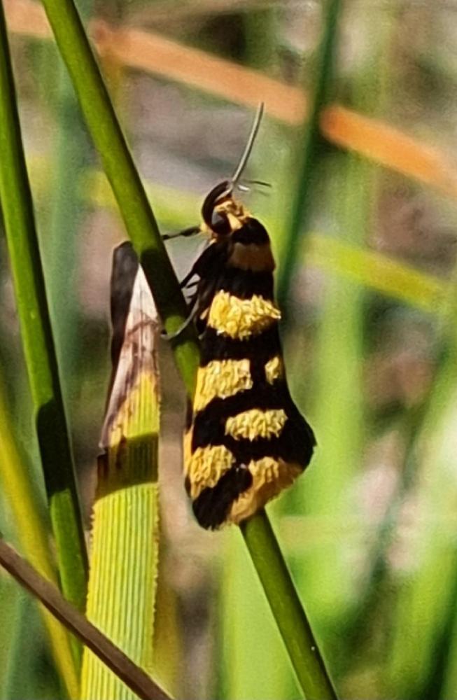 Tanyzancla argutella Moth on Many-flowered Mat-rush