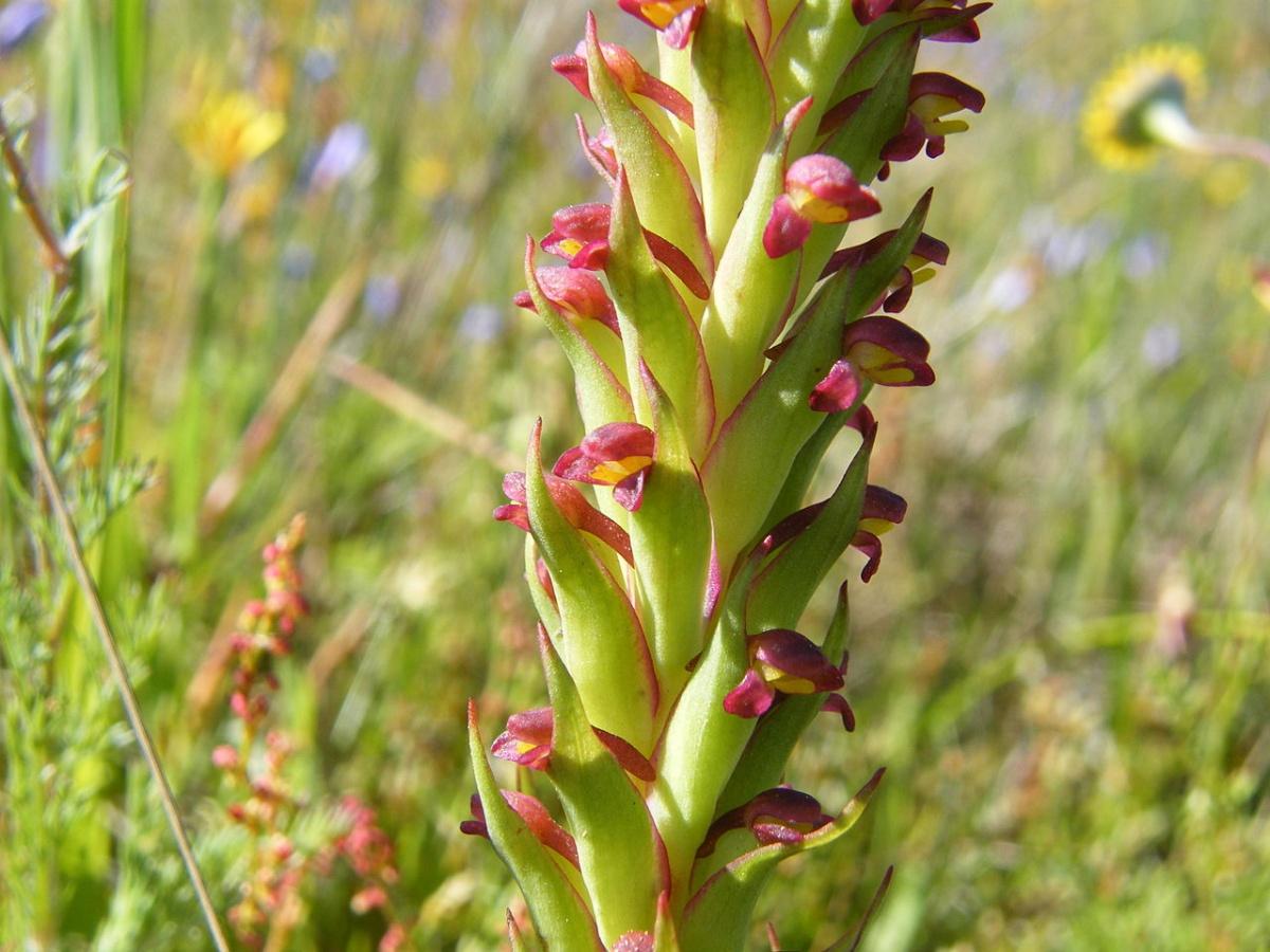 South African Weed Orchid