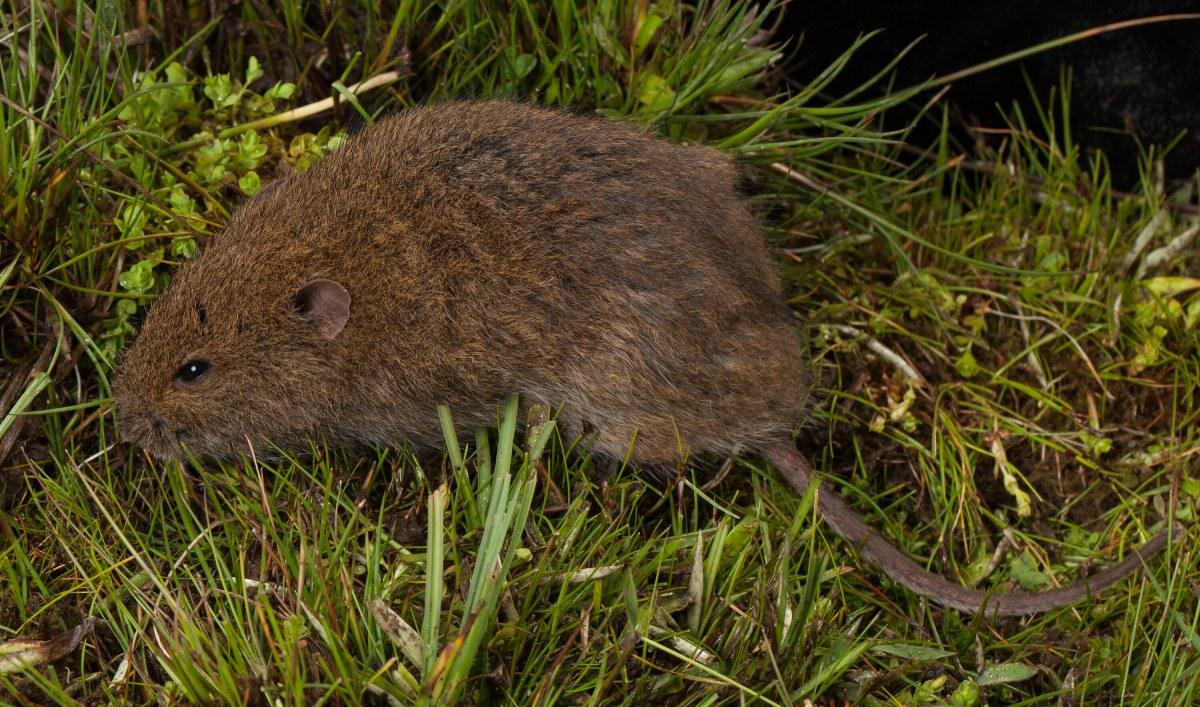 Broad-toothed Rat