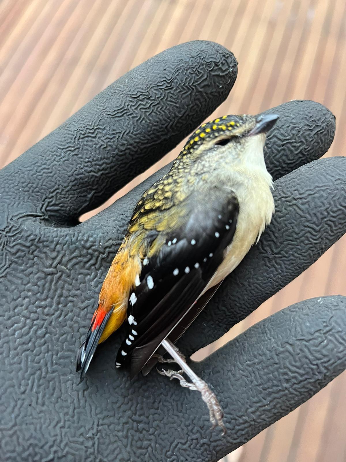 Dead Spotted Pardalote