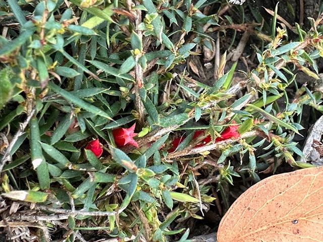  Tiny red trumpet-like flowers of Cranberry Heath 