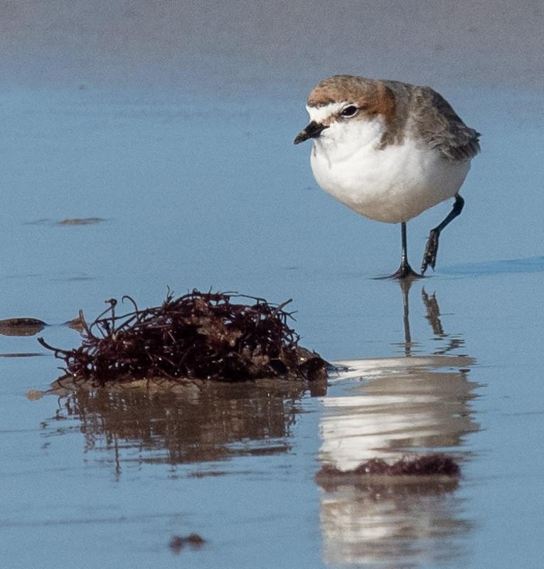 Red-capped Plover 